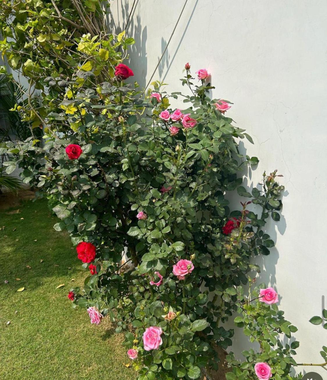 Solanki Farms & Pool Villa Garden Fully Private Dzsaipur Kültér fotó